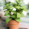 Crepe paper basil plant crafted from the Lia Griffith Botanical Garden paper pack, featuring realistic green leaves.