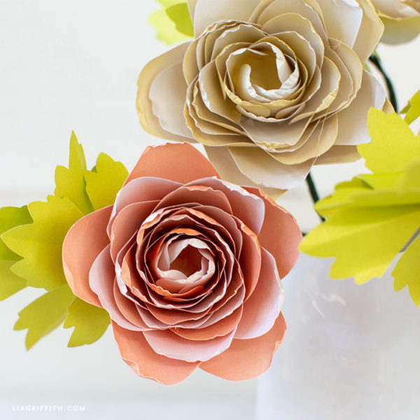 two frosted paper ranunculus flowers with leaves