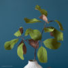 Magnolia leaves on a branch in a vase