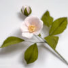 crepe paper wild rose