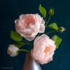crepe paper heirloom rose