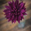 Lia Griffith Crepe Paper Extra Fine - Aubergine (Long) - Image 3