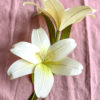 Crepe Paper Lily Commercial Use Pattern
