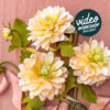 LIMITED EDITION: Peaches & Dream Dahlia Crepe Paper Flower Kit