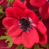 Crepe Paper Red Anemone - Member Make Workshop - Image 3