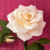 Crepe Paper Rose Bundle - Galentine's Day Crafternoon - Image 2