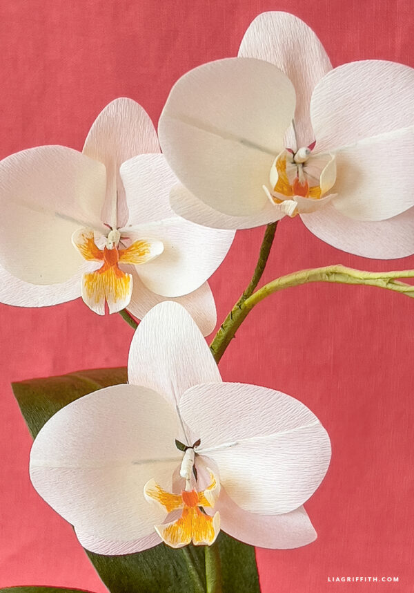 Mother's Day Potted Orchid Materials Bundle - Image 2
